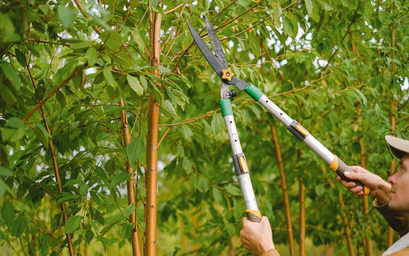 Tree trimming in Mikana, WI