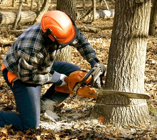 Tree Removal in Mikana, WI